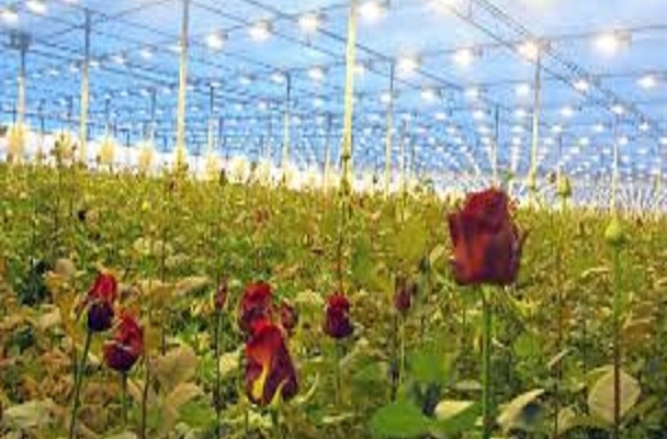 برای شما طرح توجیهی راه اندازی گلخانه هیدروپنیک گل های زینتی را بنویسم.