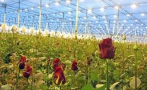 طرح-توجیهی-راه-اندازی-گلخانه-هیدروپنیک-گل-زینتی-بنویسم