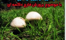 ويدئو-آموزش-كامل-پرورش-قارچ-برايتان-ارسال-كنم