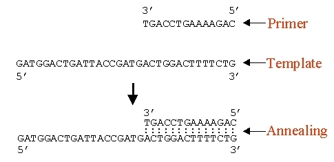 طراحی پرایمر برای real time PCR و PCR انجام بدم.