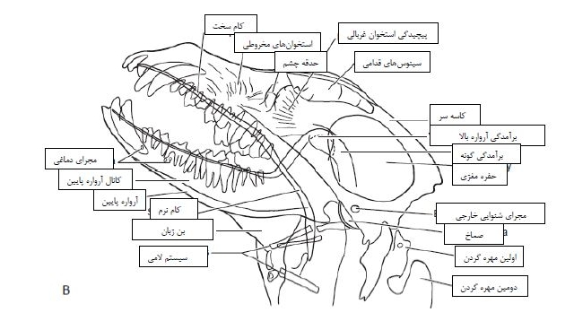 در زمینه دامپزشکی و دامداری کتاب و مقاله ترجمه کنم.
