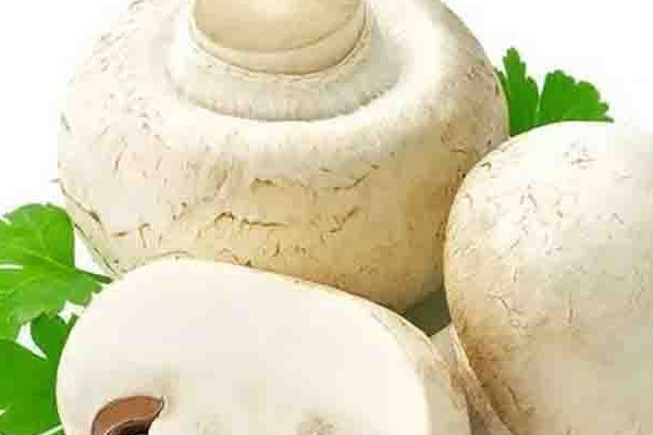 کلاسهای آنلاین خصوصی کسب و کار سود آور در زمینه تولیدی کشاورزی آموزش بدم