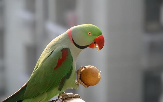 Image result for ‫ملنگو طوطی‬‎