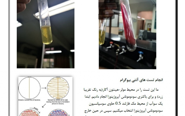 ترجمه متون و جزوات و مقالات حیطه پزشکی رو با نظم و دقت بالا به عهده بگیرم.