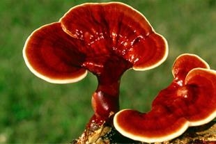 کلاسهای آنلاین خصوصی کسب و کار سود آور در زمینه تولیدی کشاورزی آموزش بدم