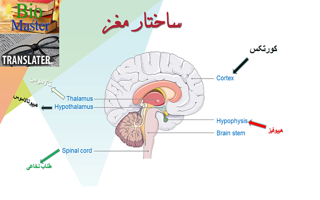 در زمینه بیولوژی و پزشکی برای شما پاورپوینت با سطح علمی بالا آماده کنم