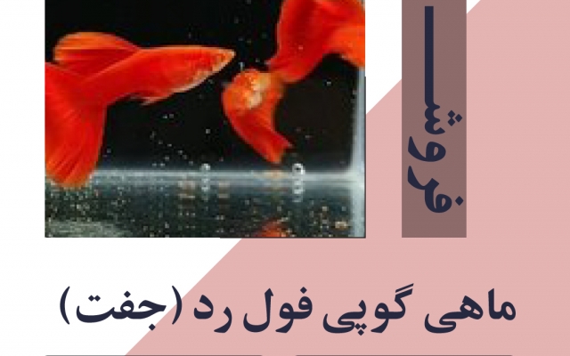 پست تبلیغاتی اینستاگرام درست کنم