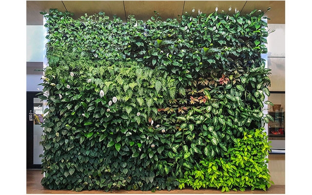 برای شما دیوار سبز ( گرین وال ) مدولار طراحی و اجرا کنم .