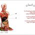 برای ارائه شما پاورپوینت طراحی کنم(با لینکهای گرافیکی و امکان کلیک اجزای تصاویر)