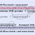 طراحی پرایمر برای real time PCR و PCR انجام بدم.