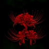 inori.ar-70