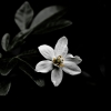 Soosam