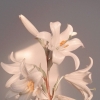 s_shahriari