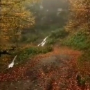 Iran_mhr
