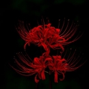inori.ar-70