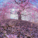 Fatemeh246