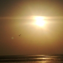 afsanehjamali294