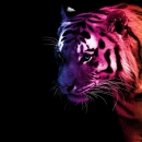 tigerdesignir