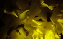 نور-رنگ-عکس-تنظیم