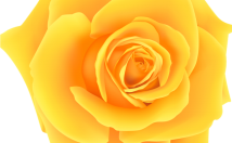 جلد-کتاب-سطوح-مختلف-کیفیت-طراحی