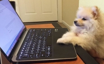 محتوای-کاملا-سئو‌شده-ترجمه-تألیف-انگلیسی-فرانسه-قالب‌های-متفاوت-نوشتاری