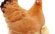 کلاسهای-آنلاین-خصوصی-کسب-کار-سود-آور-زمینه-تولیدی-کشاورزی-آموزش