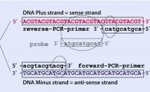طراحی-پرایمر-real-time-PCR-PCR