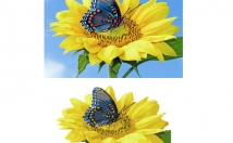 عکسی-بخواهید-دیجیتالی