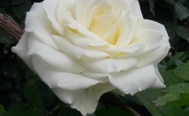 تحقیق-دانشجویی-دانش-اموزی-شمارو