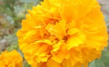 ترجمه-متون-موضوع-مورد-نیاز-عهده-تضمین-کیفیت-بالا