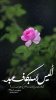 smohammad-19