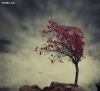 parisa_rs
