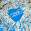 bacheheyat-39