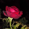 H.r19948