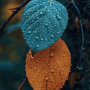 mosayebiki-83